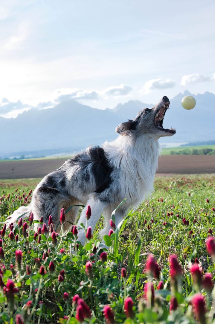 dog photography tips