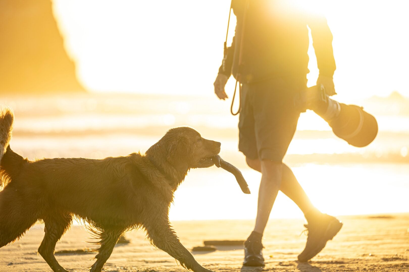dog photography tips