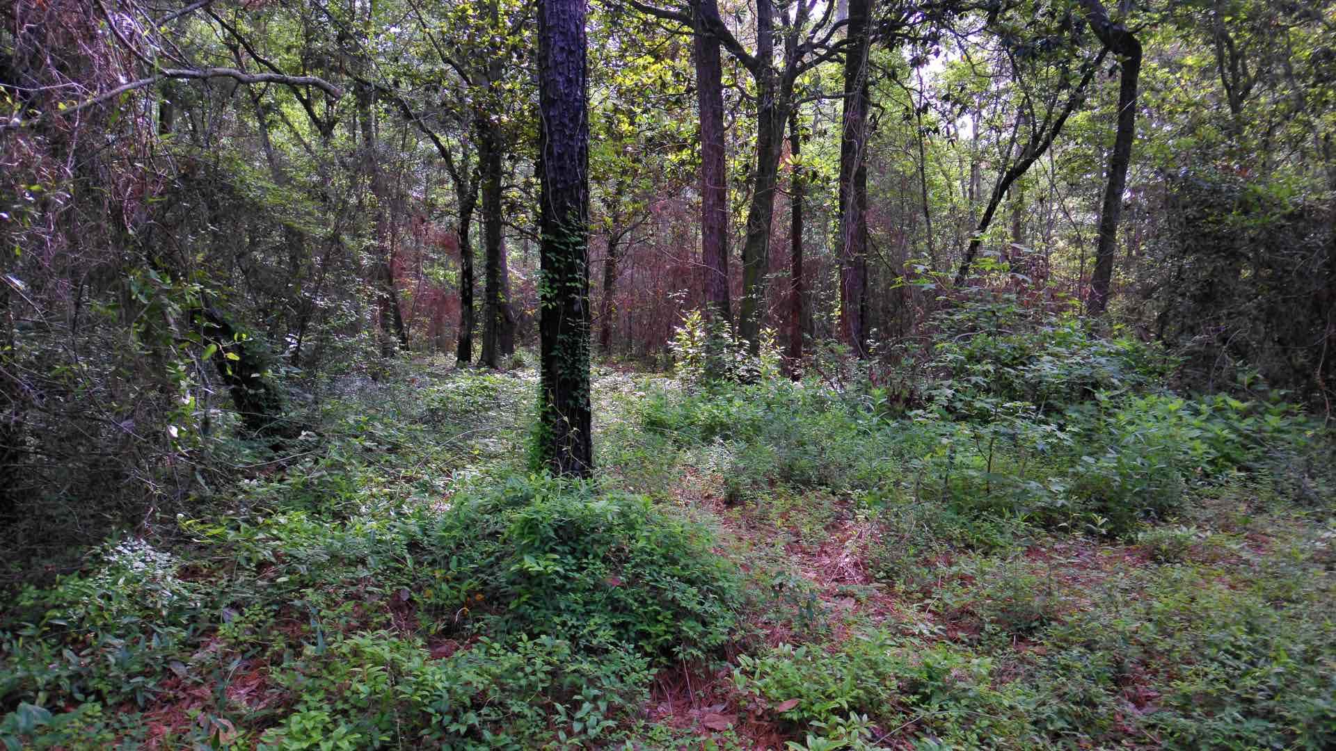 Sample photograph