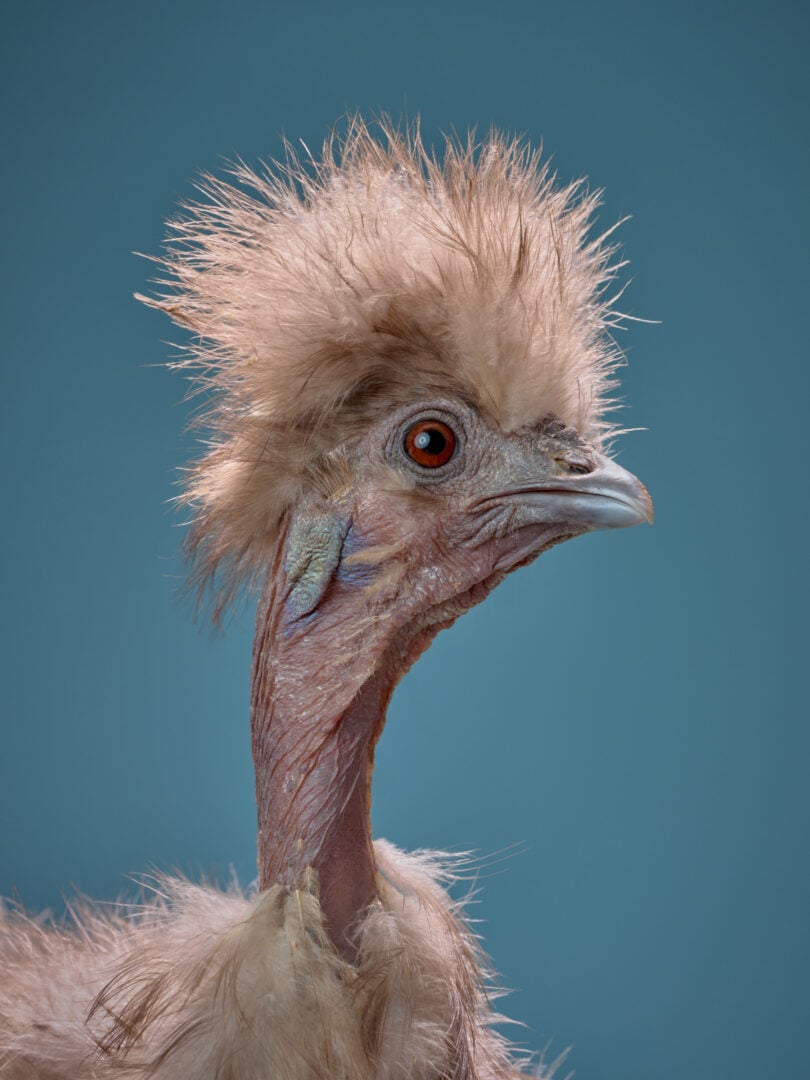 birdie portrait