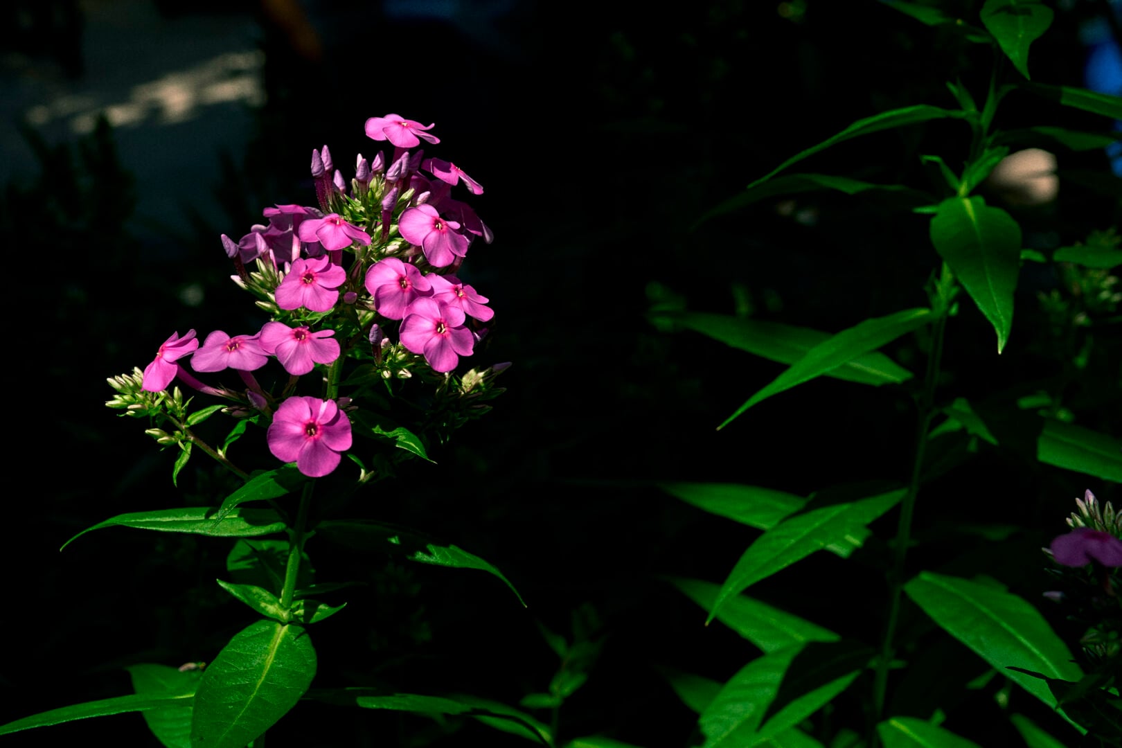 Sample image taken with the Viltrox 35mm F1.2 LAB N FE