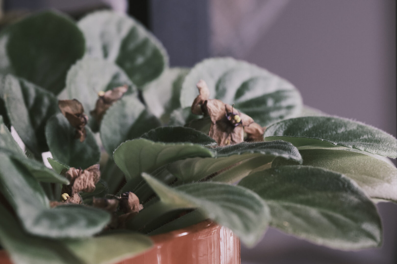 Sample Image Taken with the Viltrox AF 75mm F1.8 EVO