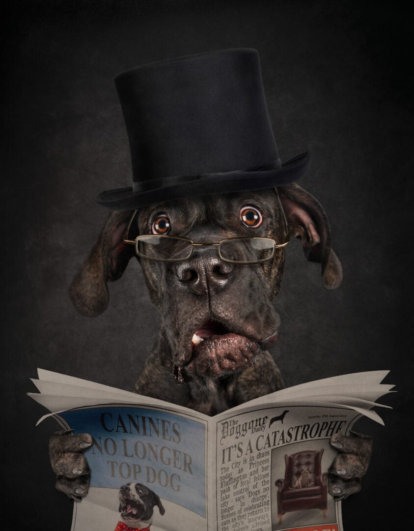 dog portrait