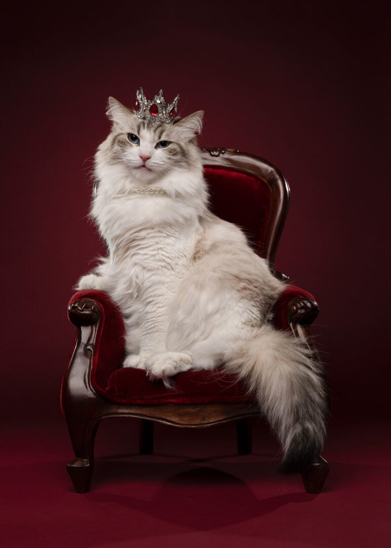pet photographer of the year finalists 2026