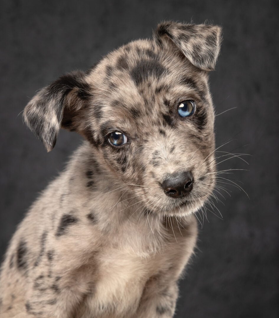 pet photographer of the year finalists 2026