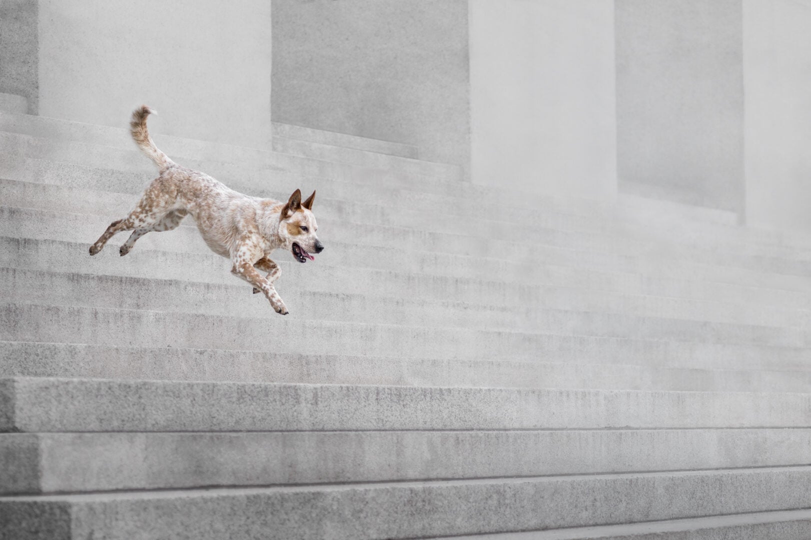 pet photographer of the year finalists 2026