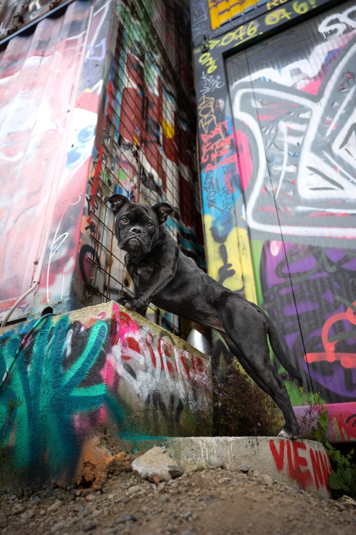 pet photographer of the year finalists 2026