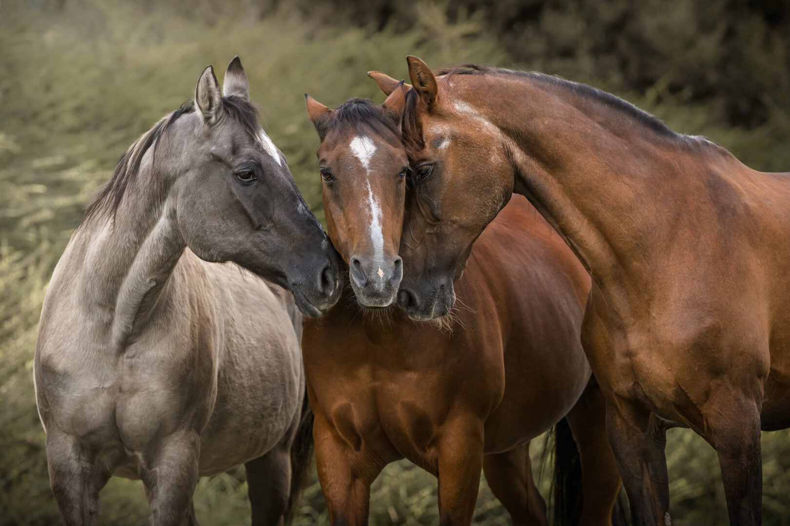 pet photographer of the year finalists 2026