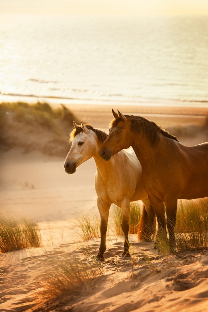 pet photographer of the year finalists 2026
