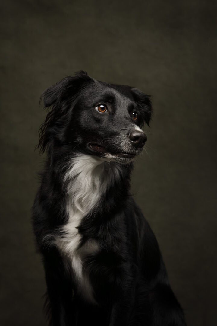 pet photographer of the year finalists 2026