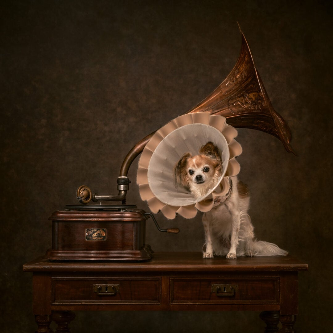 pet photographer of the year finalists 2026