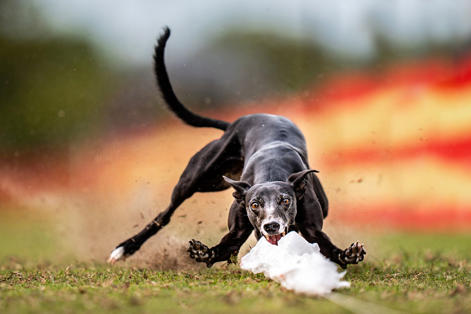 dog portrait