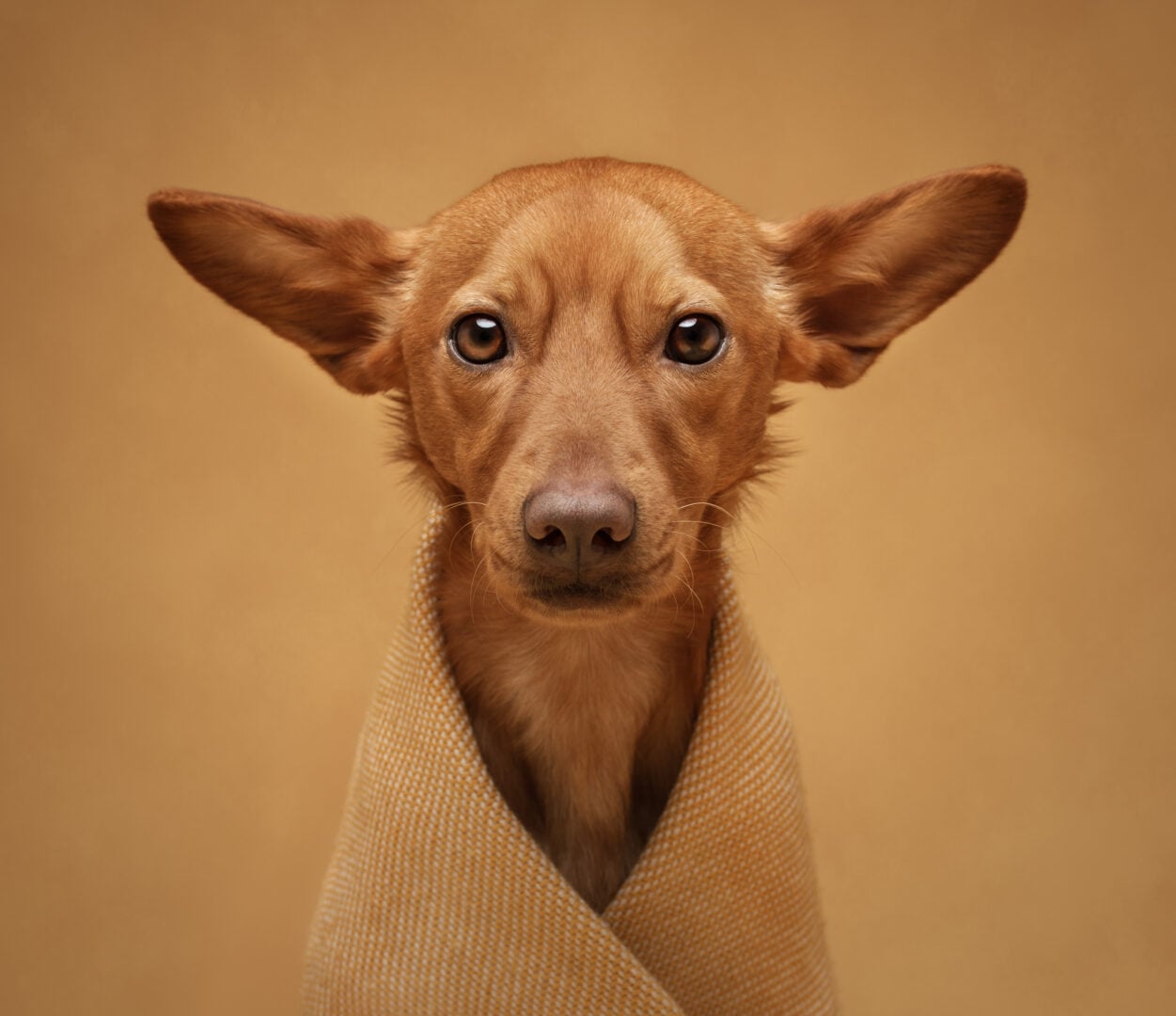 pet photographer of the year finalists 2026