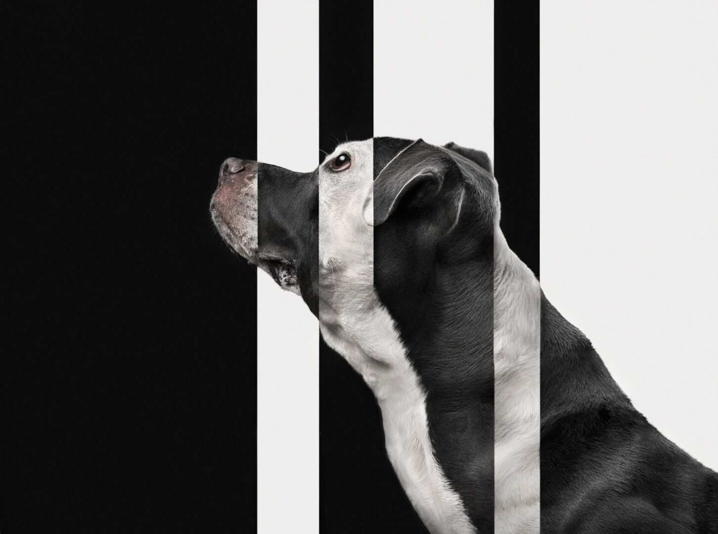 pet photographer of the year finalists 2026