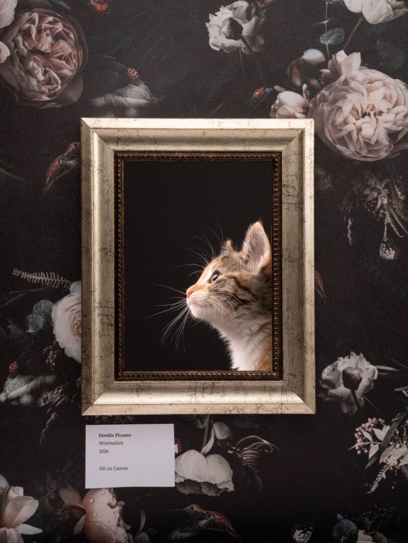 pet photographer of the year finalists 2026