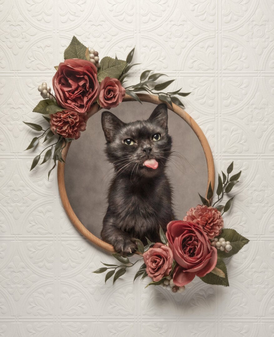 pet photographer of the year finalists 2026