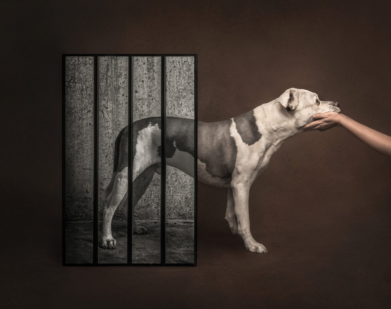 pet photographer of the year finalists 2026