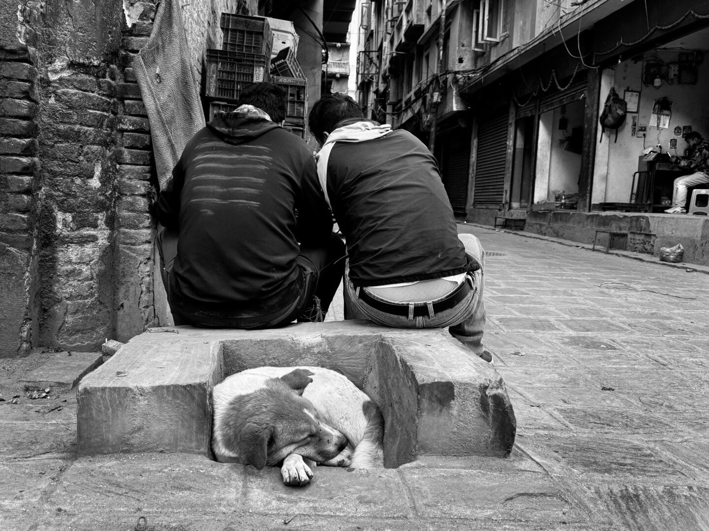 pet photographer of the year finalists 2026