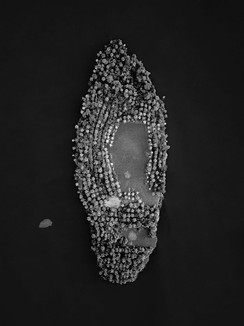 The Stunning Winners of the 2026 Mangrove Photography Awards Highlight a Fragile World