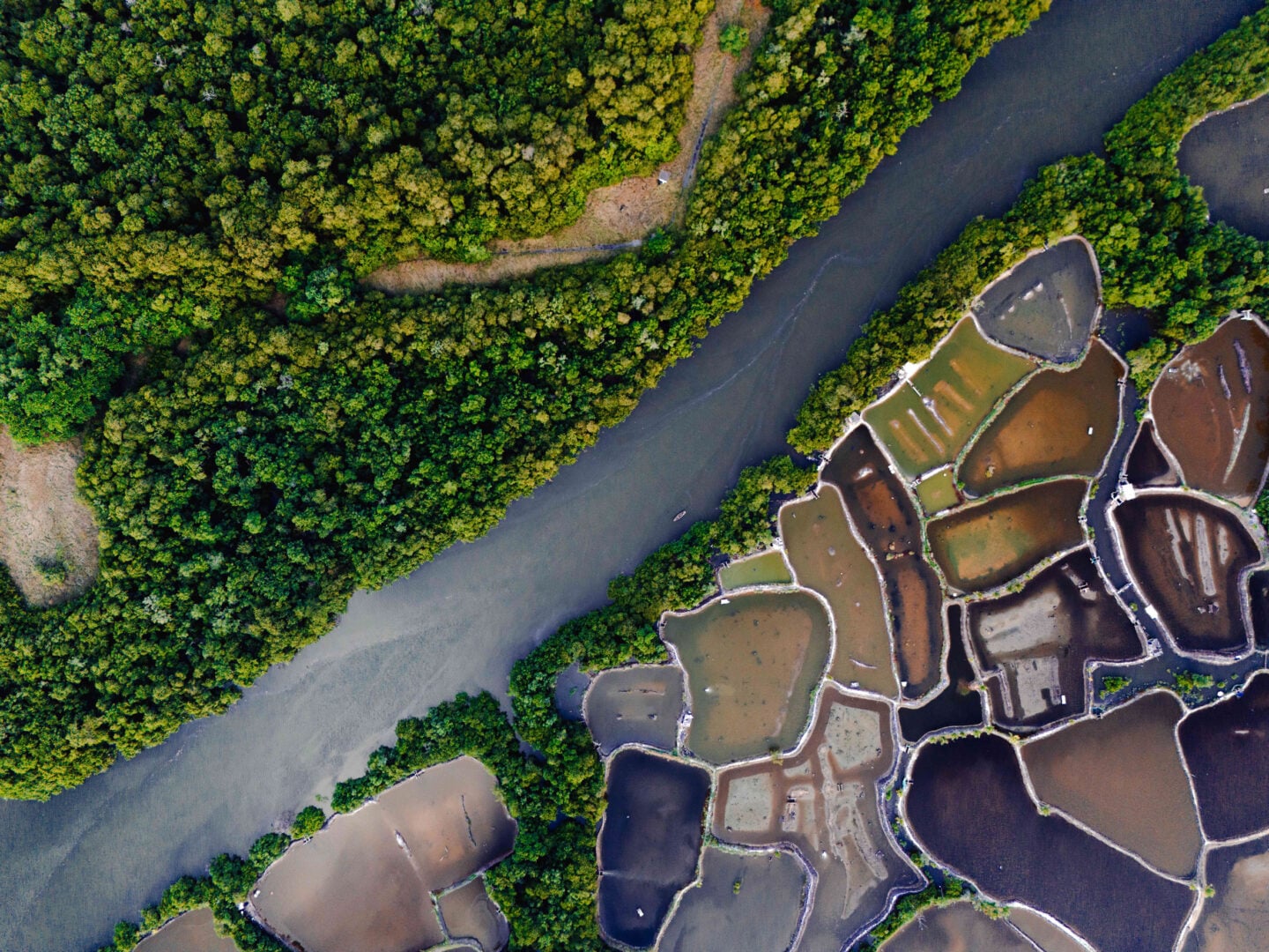 The Stunning Winners of the 2026 Mangrove Photography Awards Highlight a Fragile World