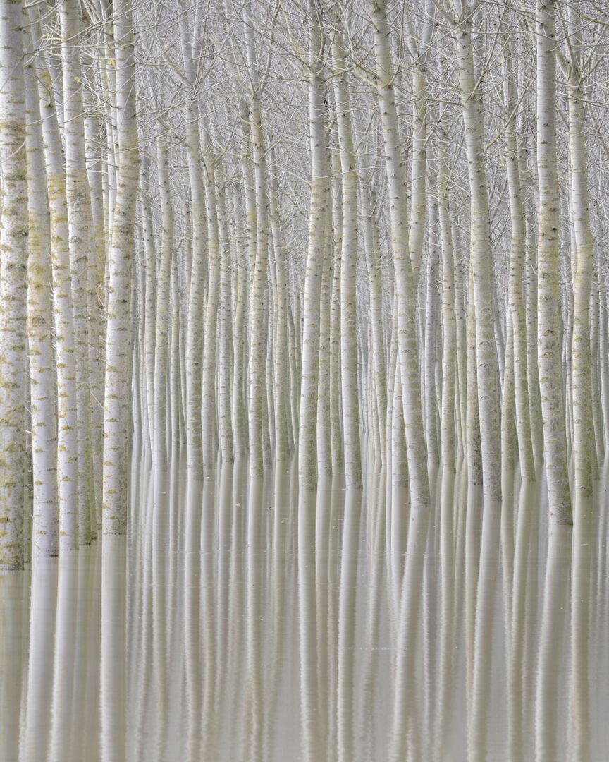 Rohan Reilly | Ephemeral Visions | Ireland