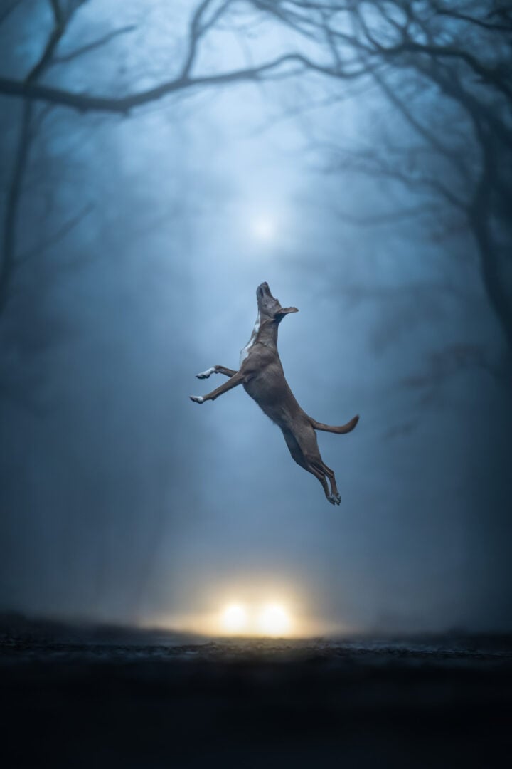 pet photographer of the year finalists 2026