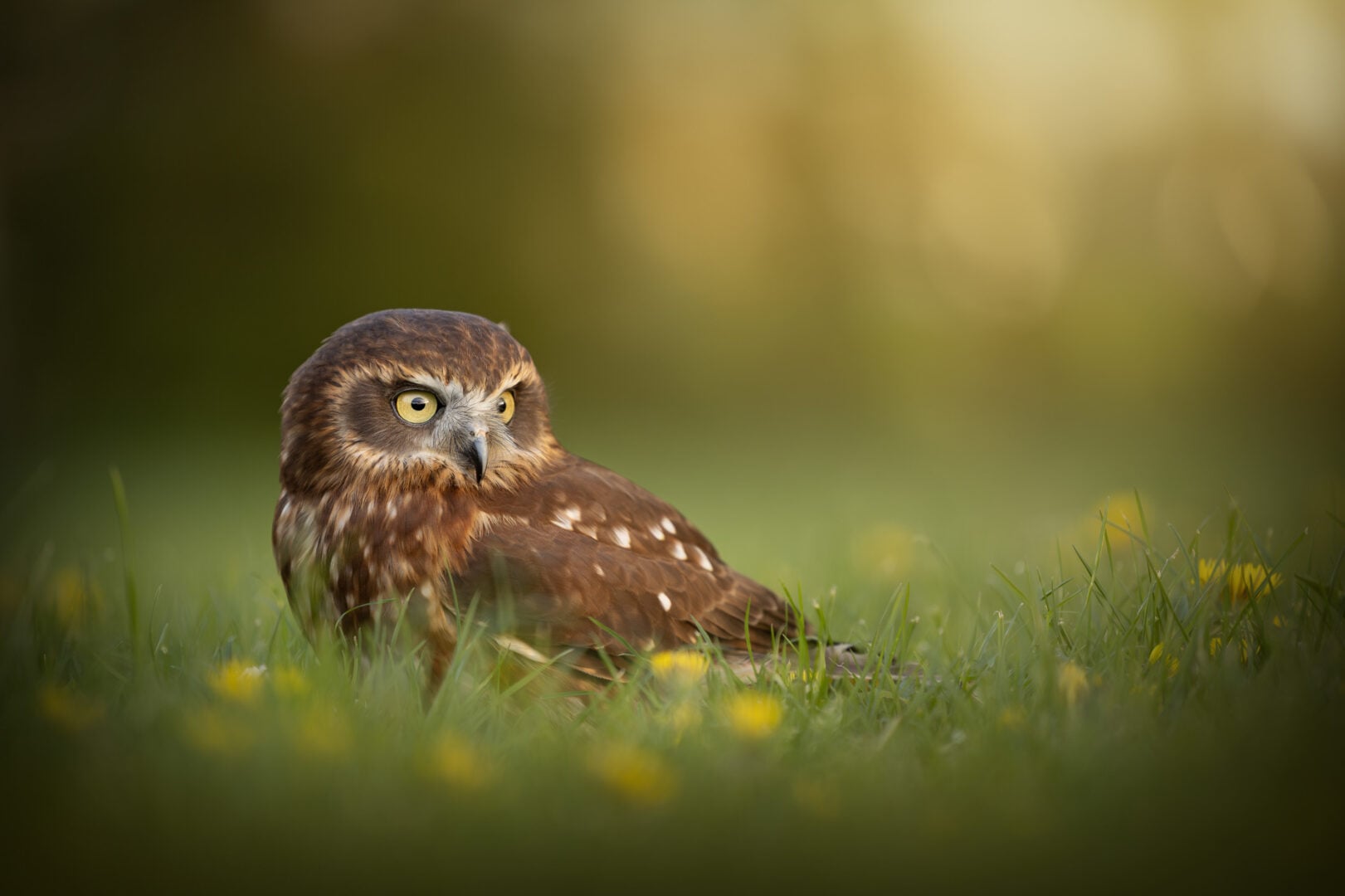 pet photographer of the year finalists 2026