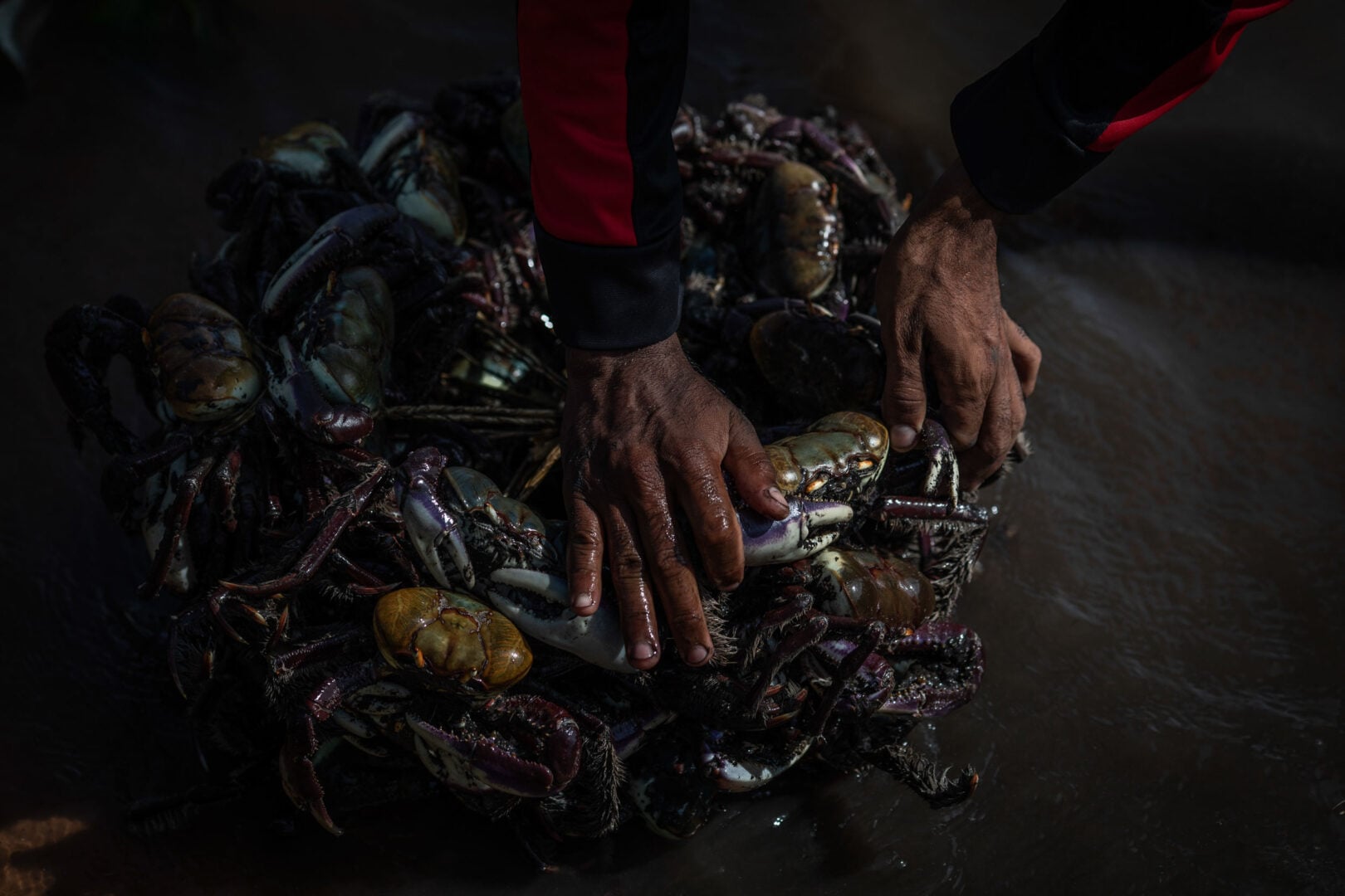 The Stunning Winners of the 2026 Mangrove Photography Awards Highlight a Fragile World