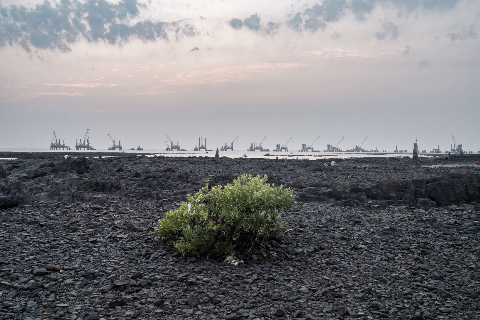 The Stunning Winners of the 2026 Mangrove Photography Awards Highlight a Fragile World