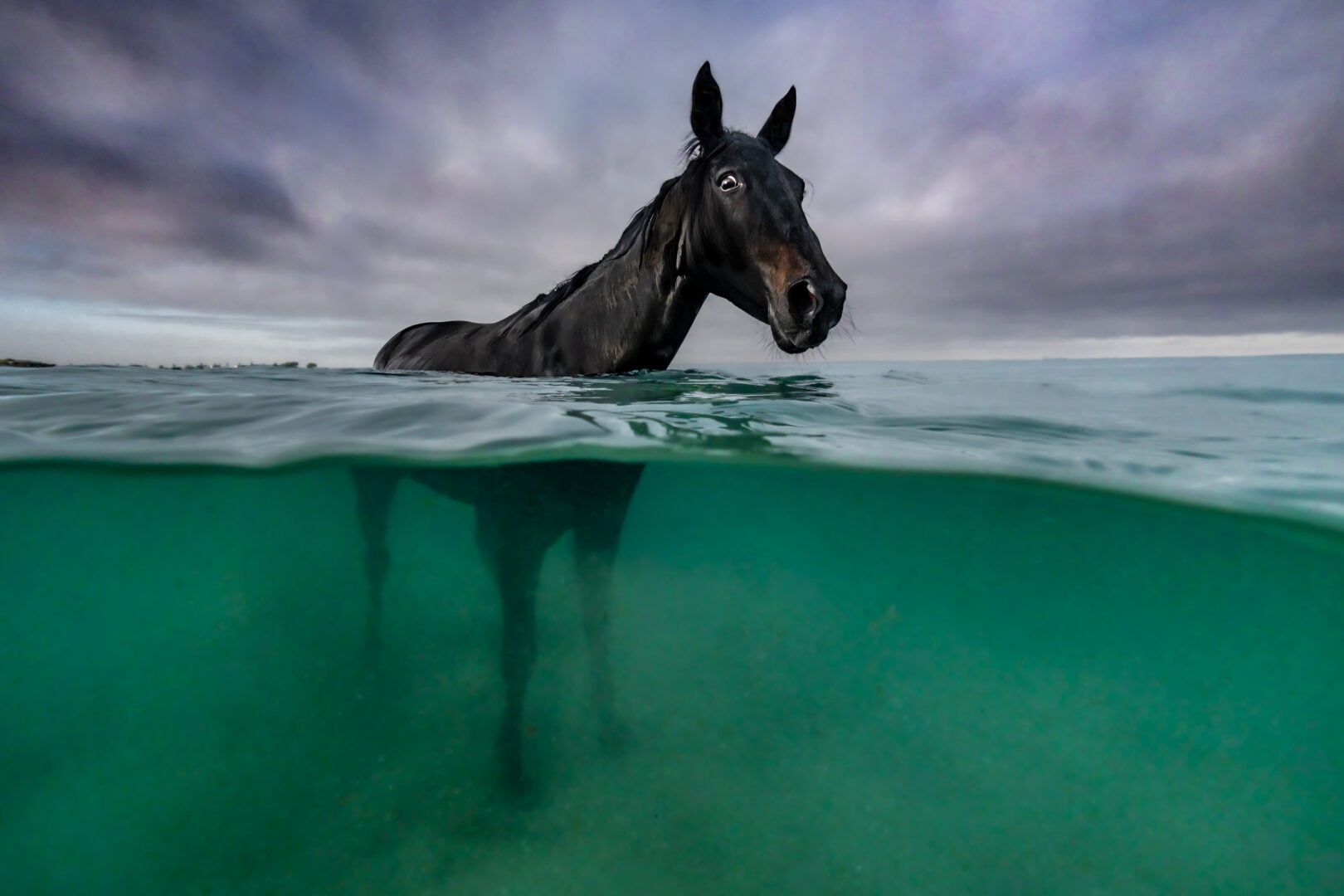 pet photographer of the year finalists 2026