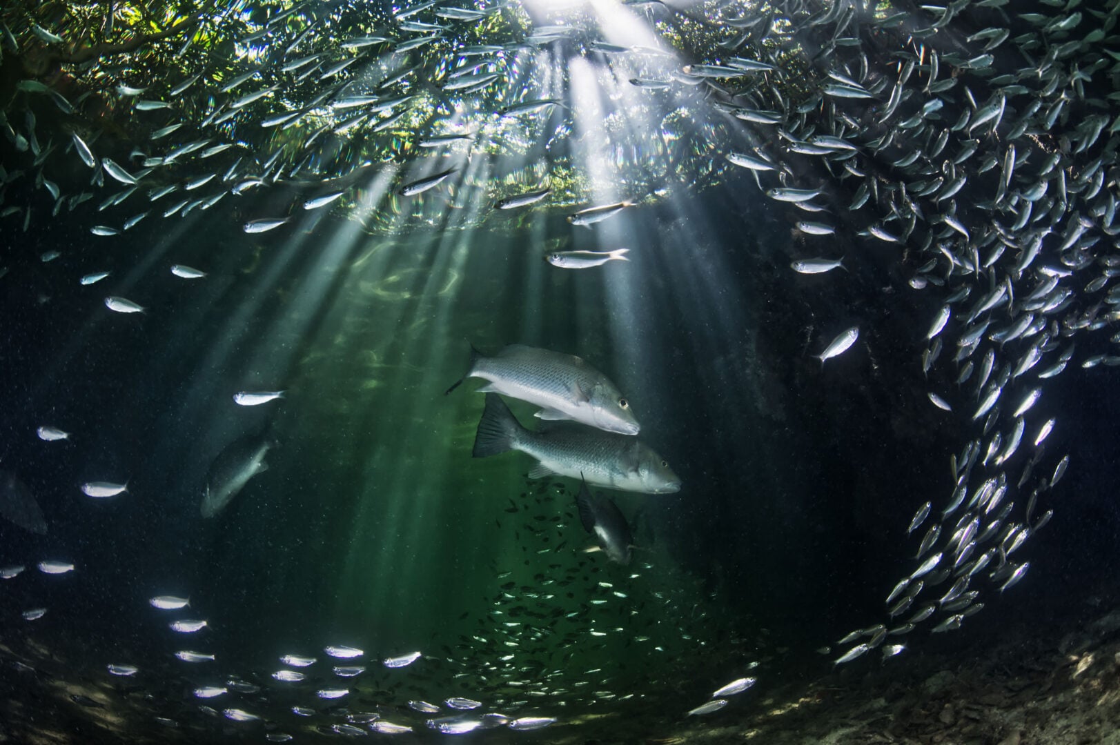The Stunning Winners of the 2026 Mangrove Photography Awards Highlight a Fragile World