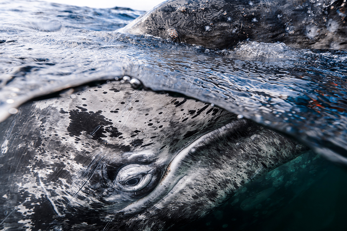 These breathtaking World Oceans Day-winning photos celebrate the beauty beneath the waves