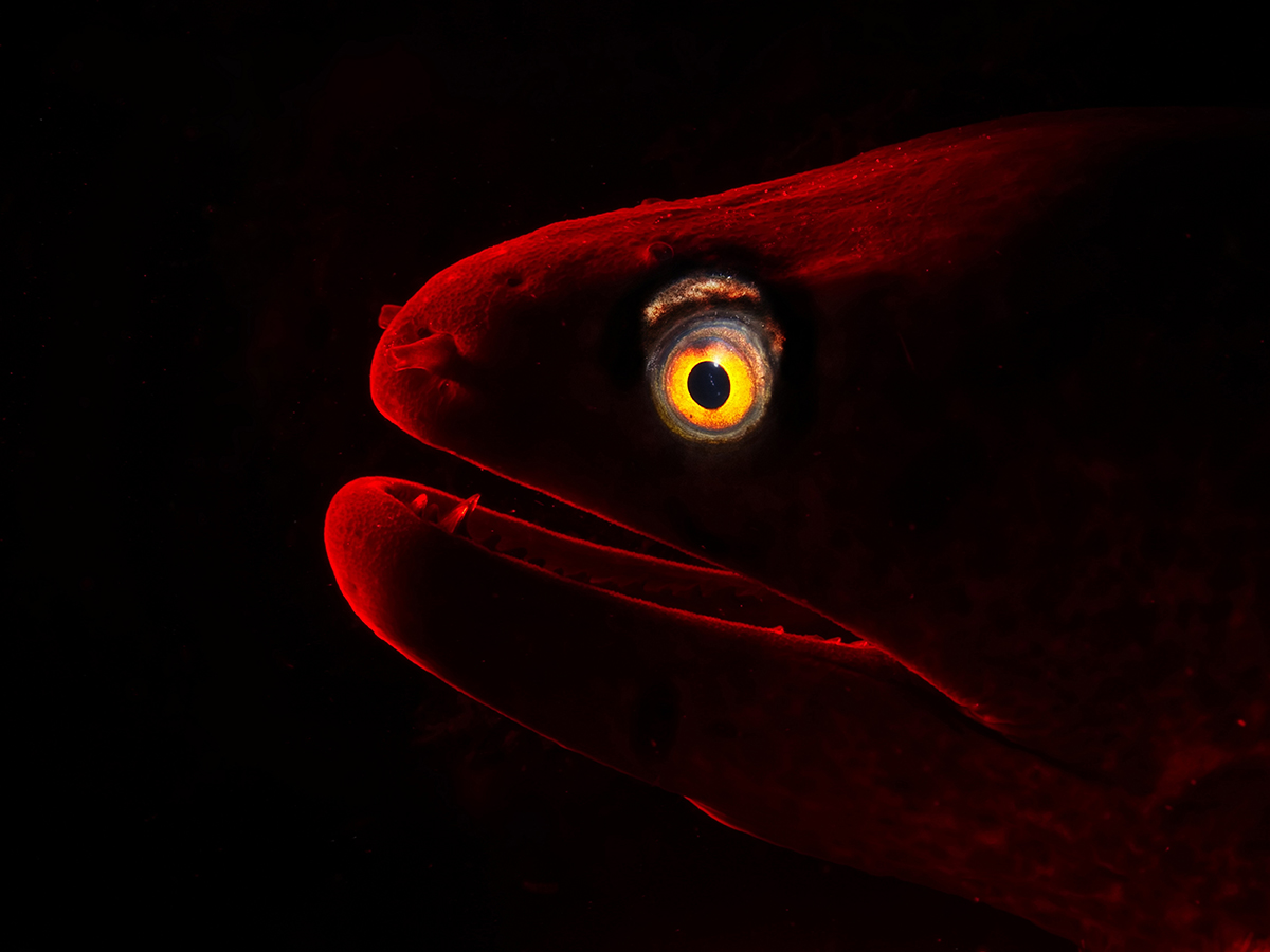 These breathtaking World Oceans Day-winning photos celebrate the beauty beneath the waves