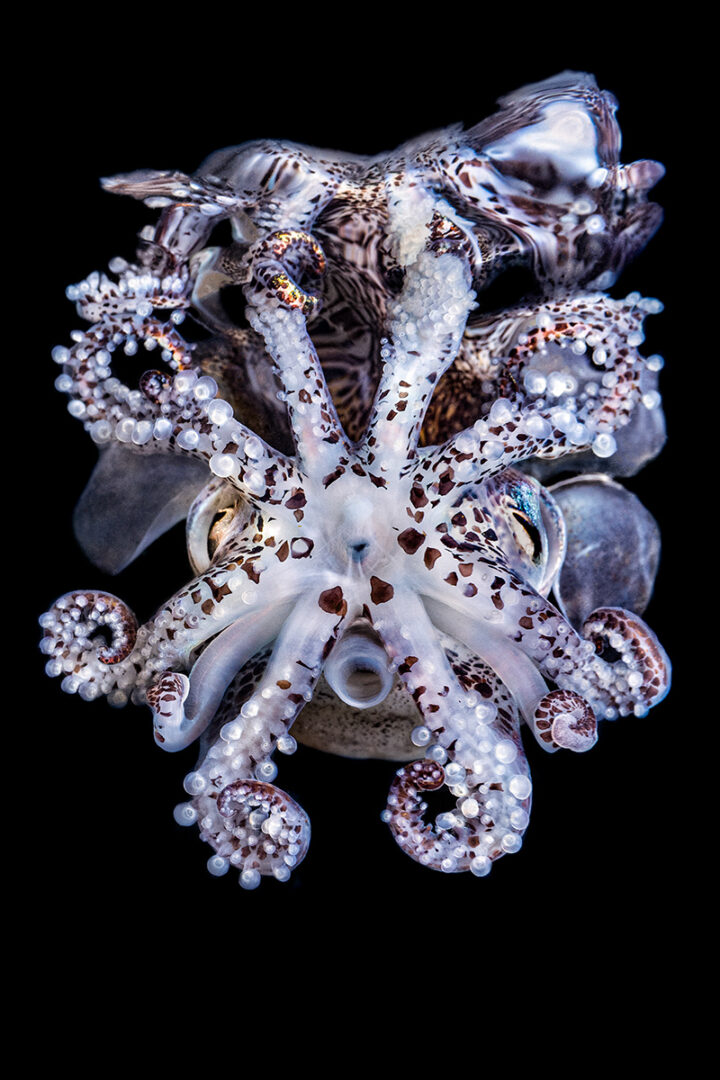 These breathtaking World Oceans Day-winning photos celebrate the beauty beneath the waves