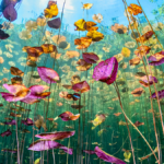 These breathtaking World Oceans Day-winning photos celebrate the beauty beneath the waves