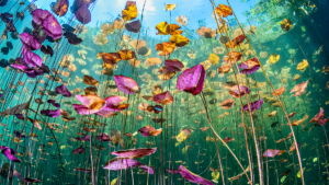 These breathtaking World Oceans Day-winning photos celebrate the beauty beneath the waves