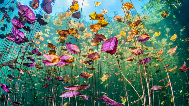 These breathtaking World Oceans Day-winning photos celebrate the beauty beneath the waves