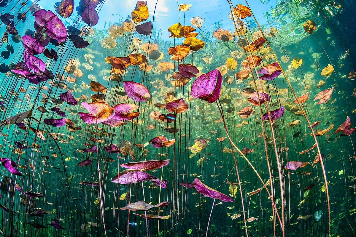 These breathtaking World Oceans Day-winning photos celebrate the beauty beneath the waves