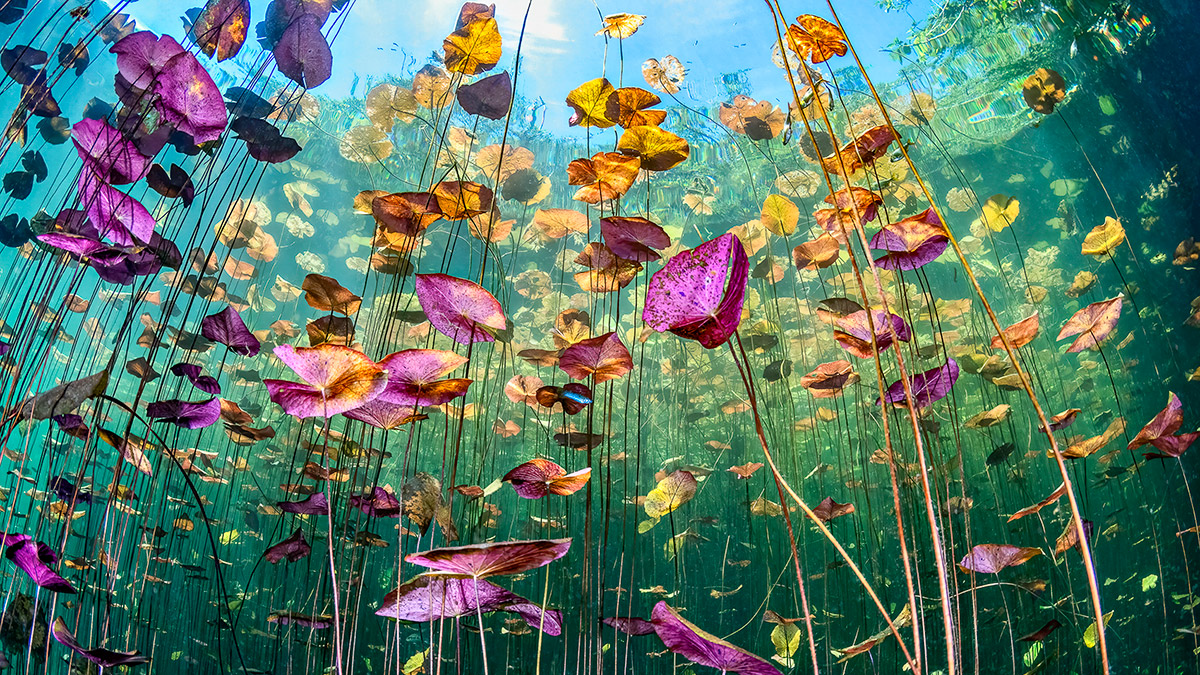 These breathtaking World Oceans Day-winning photos celebrate the beauty beneath the waves