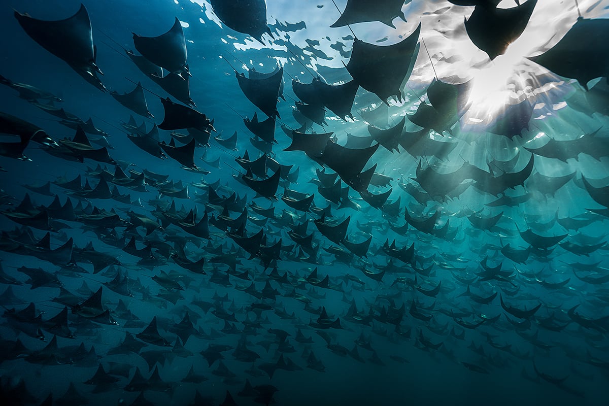 These breathtaking World Oceans Day-winning photos celebrate the beauty beneath the waves