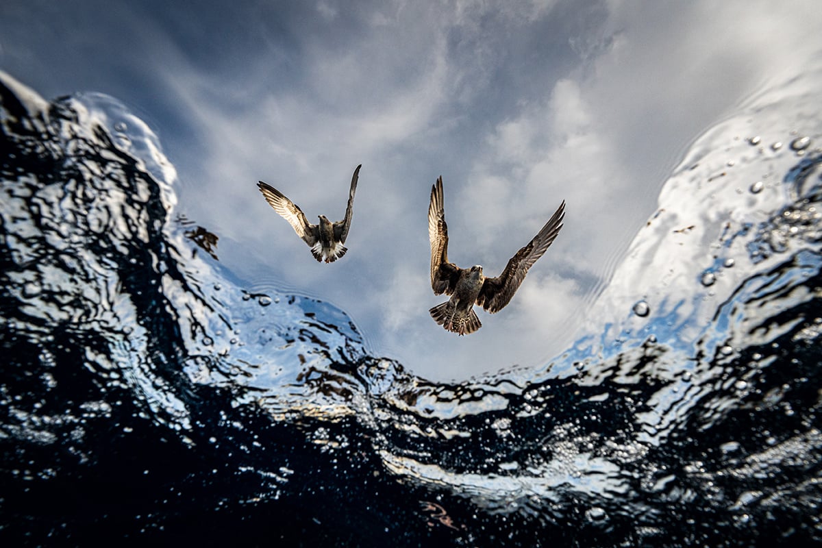 These breathtaking World Oceans Day-winning photos celebrate the beauty beneath the waves