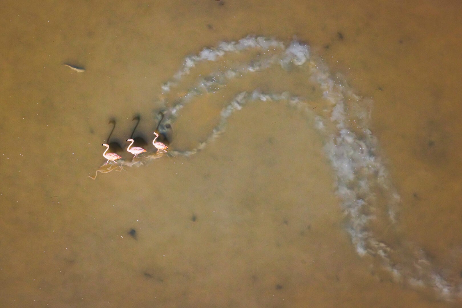 The Stunning Winners of the 2026 Mangrove Photography Awards Highlight a Fragile World
