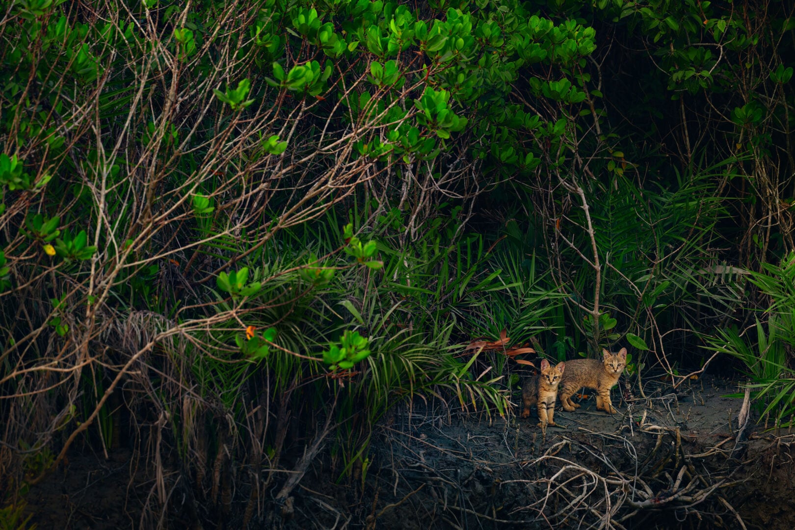 The Stunning Winners of the 2026 Mangrove Photography Awards Highlight a Fragile World