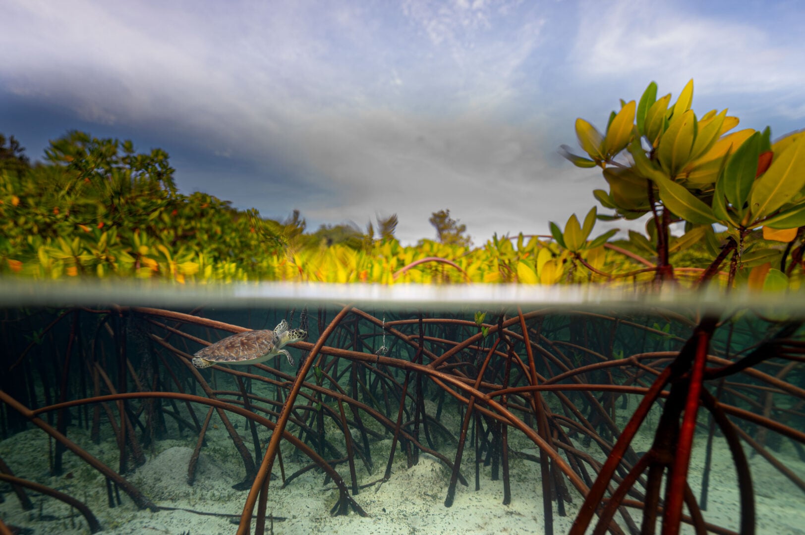 The Stunning Winners of the 2026 Mangrove Photography Awards Highlight a Fragile World
