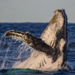 A humpback whale breach in golden light on a sunset whale watching cruise, Sydney, Australia