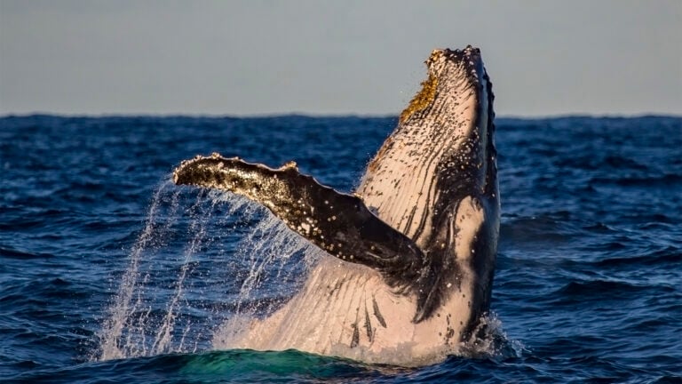 A humpback whale breach in golden light on a sunset whale watching cruise, Sydney, Australia