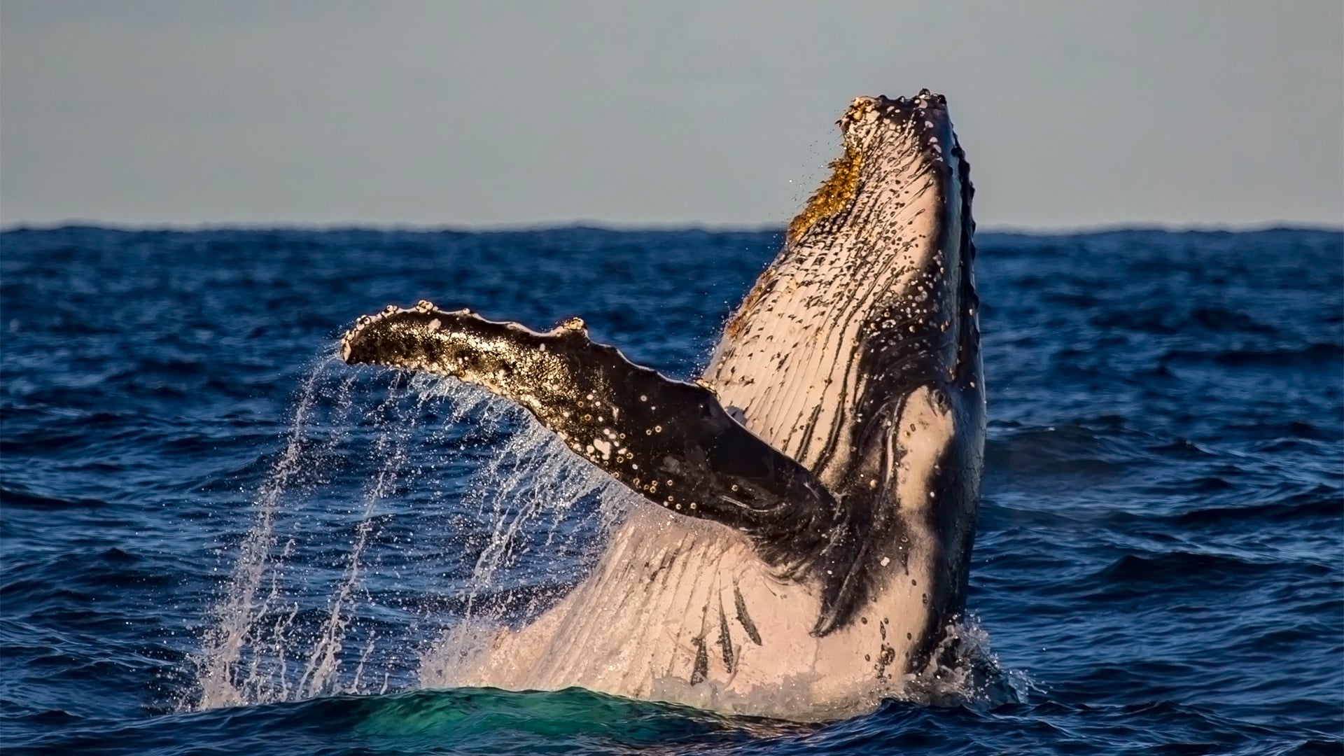 A humpback whale breach in golden light on a sunset whale watching cruise, Sydney, Australia