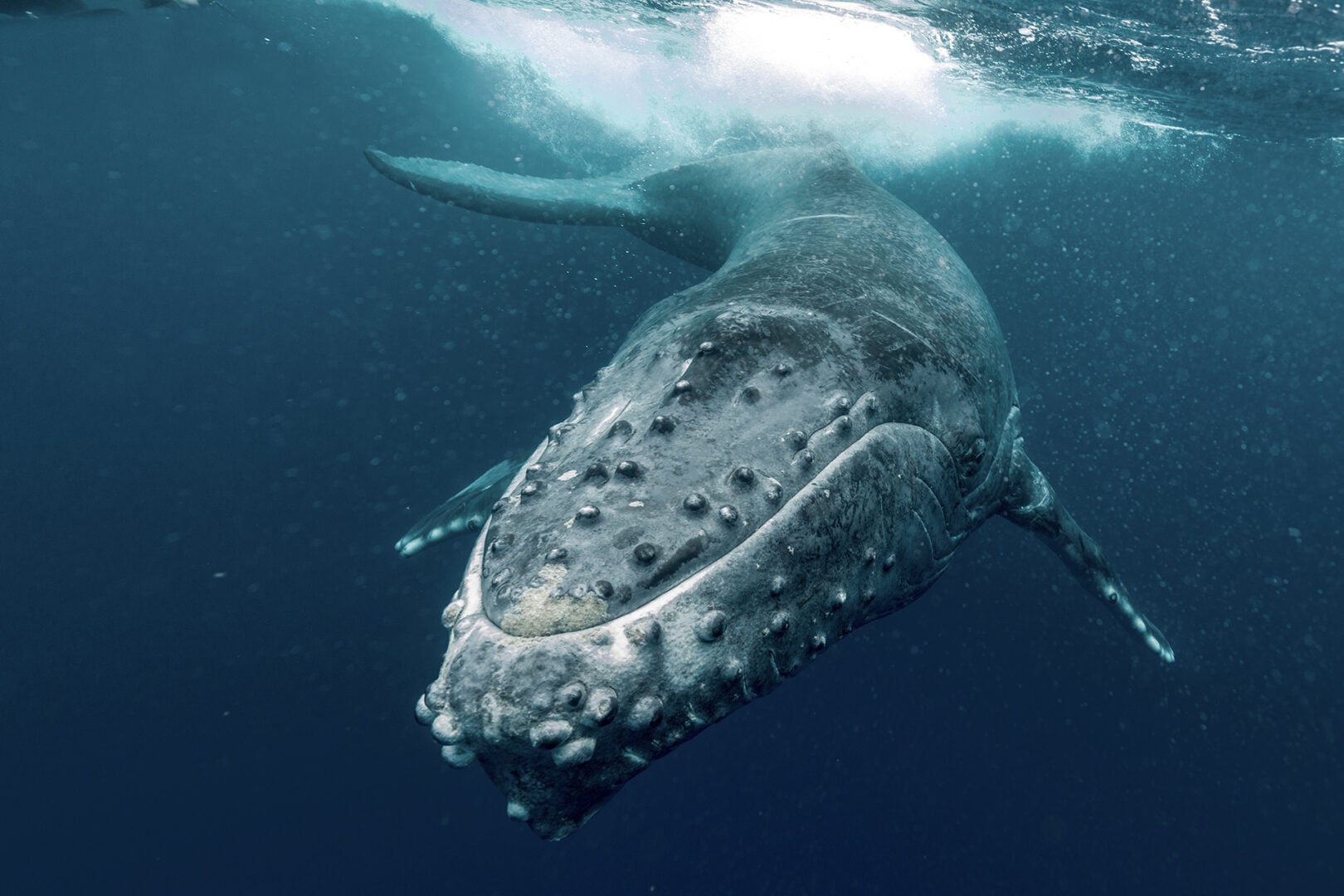 humpback whale