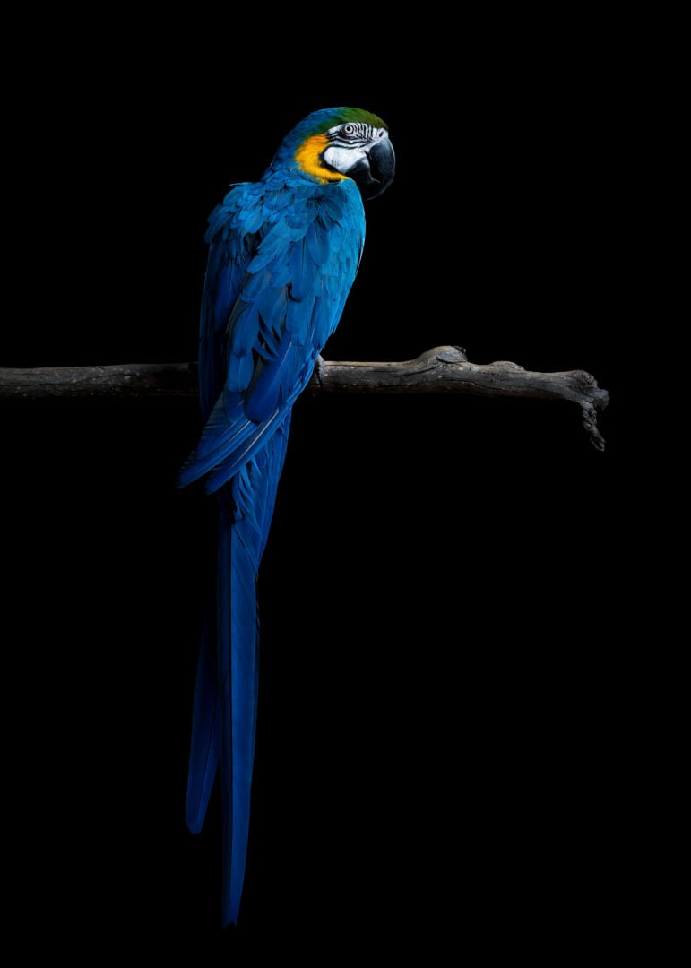 pet photographer of the year finalists 2026
