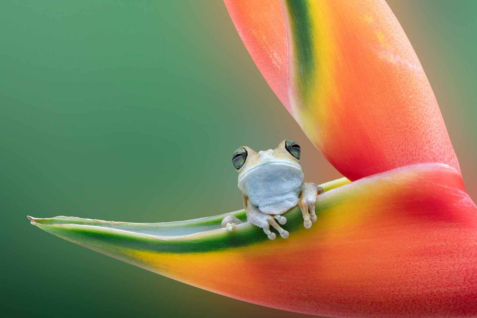 pet photographer of the year finalists 2026